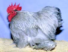 cockup2.jpg